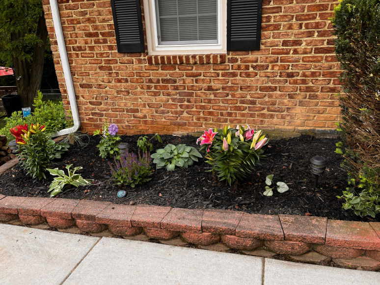 Small Tree & Shrub Removal